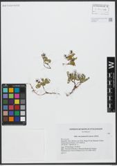 Foto von Salix turczaninovii Laksch.